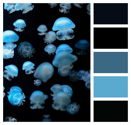 Underwater Sea Animal Jellyfish Image